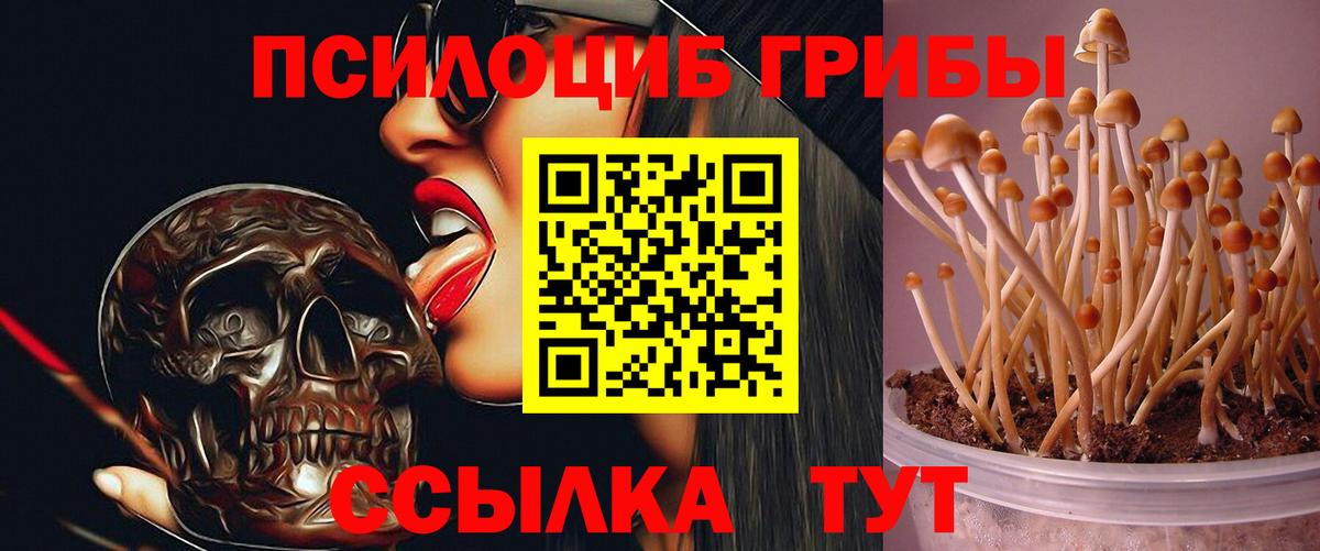 Псилоцибиновые грибы GOLDEN TEACHER Кинель